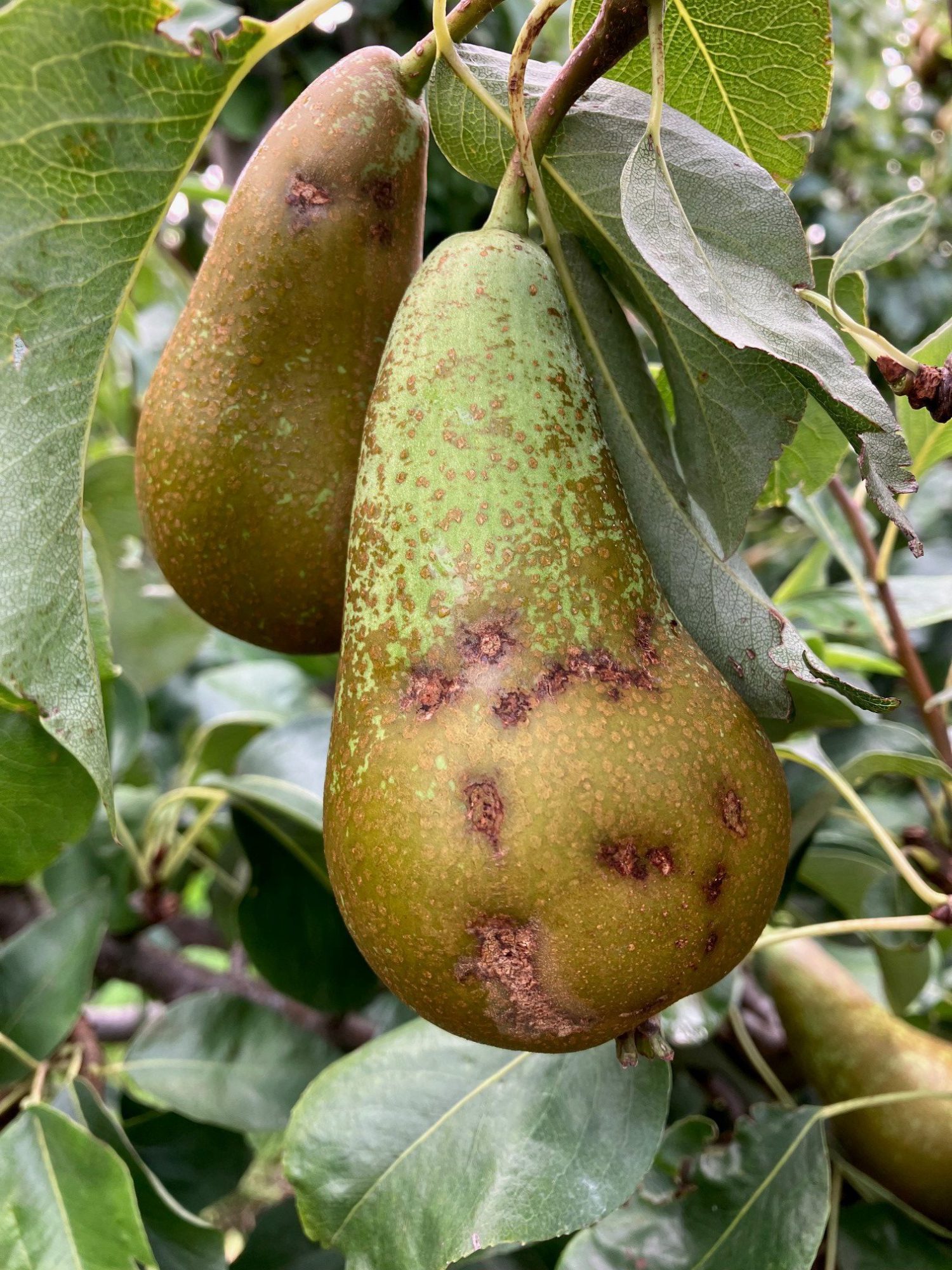 Afbeelding Terugblik schimmels 2024