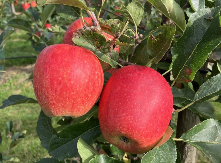 Afbeelding Wijziging toelating Gazelle