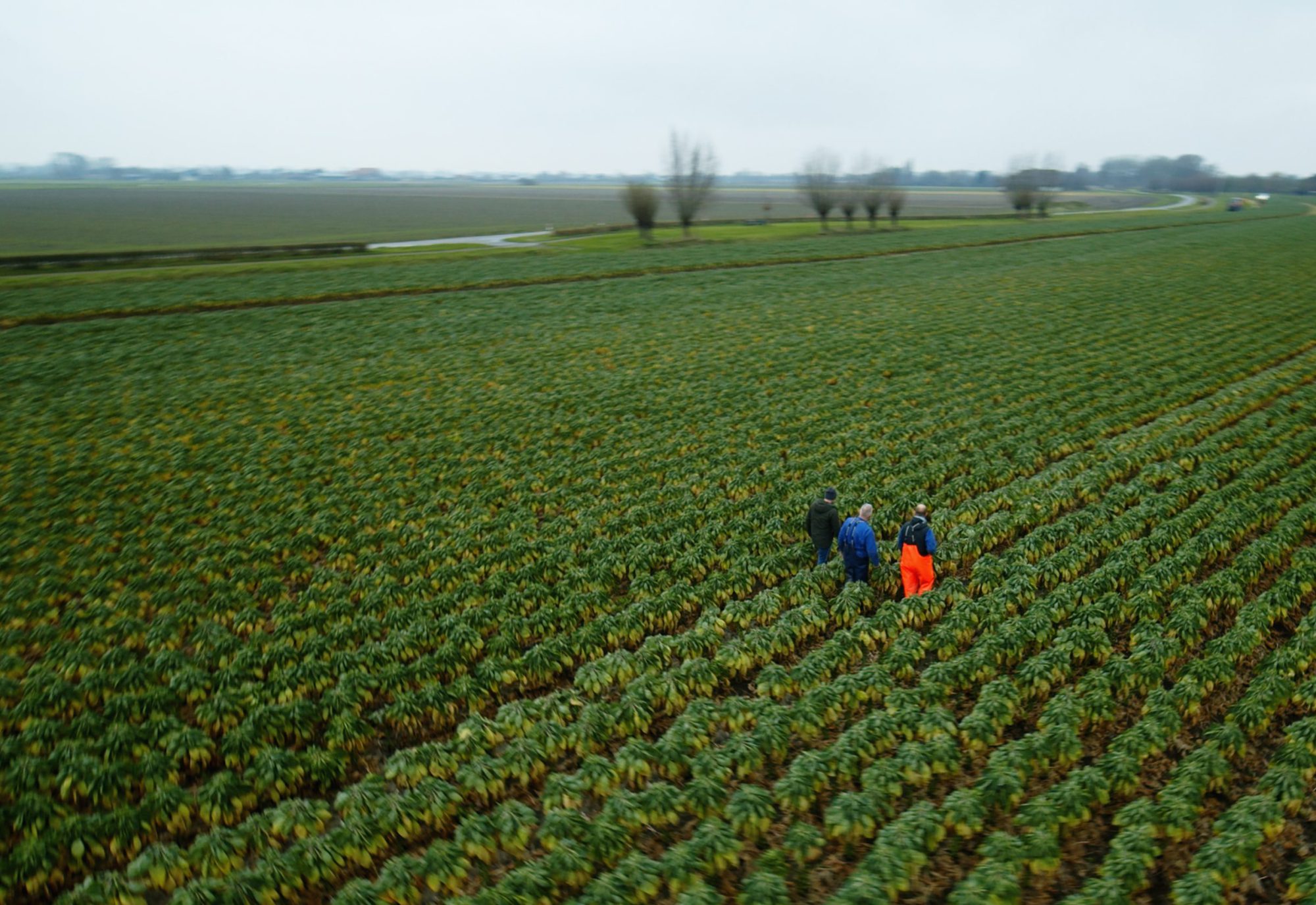 Afbeelding Spruitkoolplatform