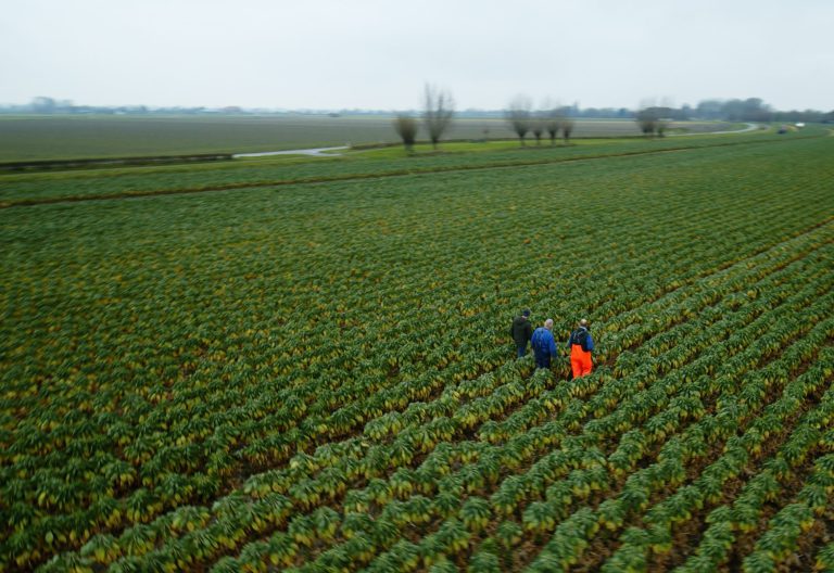 Afbeelding Spruitkoolplatform