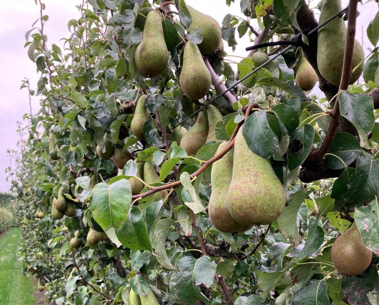 Afbeelding Bemestingsspecial voorjaar 2025