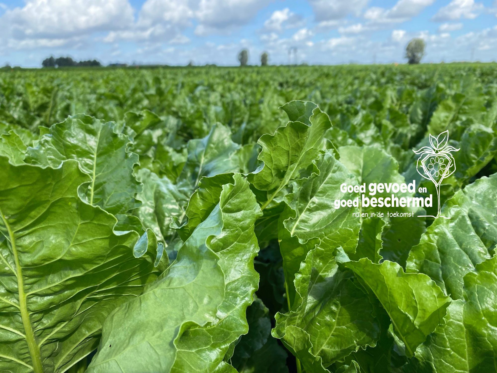 Afbeelding Uw gewas goed beschermd – Voorbereiding op het seizoen van gewasbescherming
