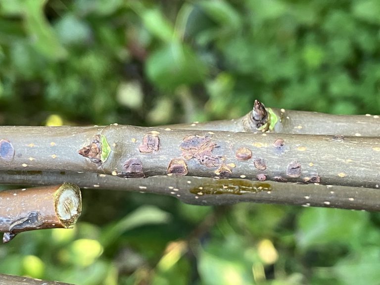 Afbeelding Teeltadvies | preventieve maatregelen appel- en perenschurft