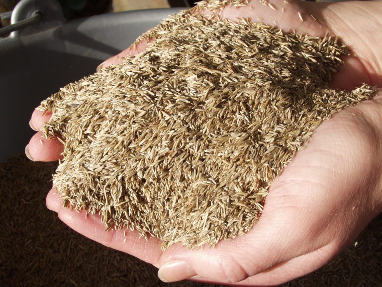 Afbeelding Belasting verhoging gras- en bloemzaden