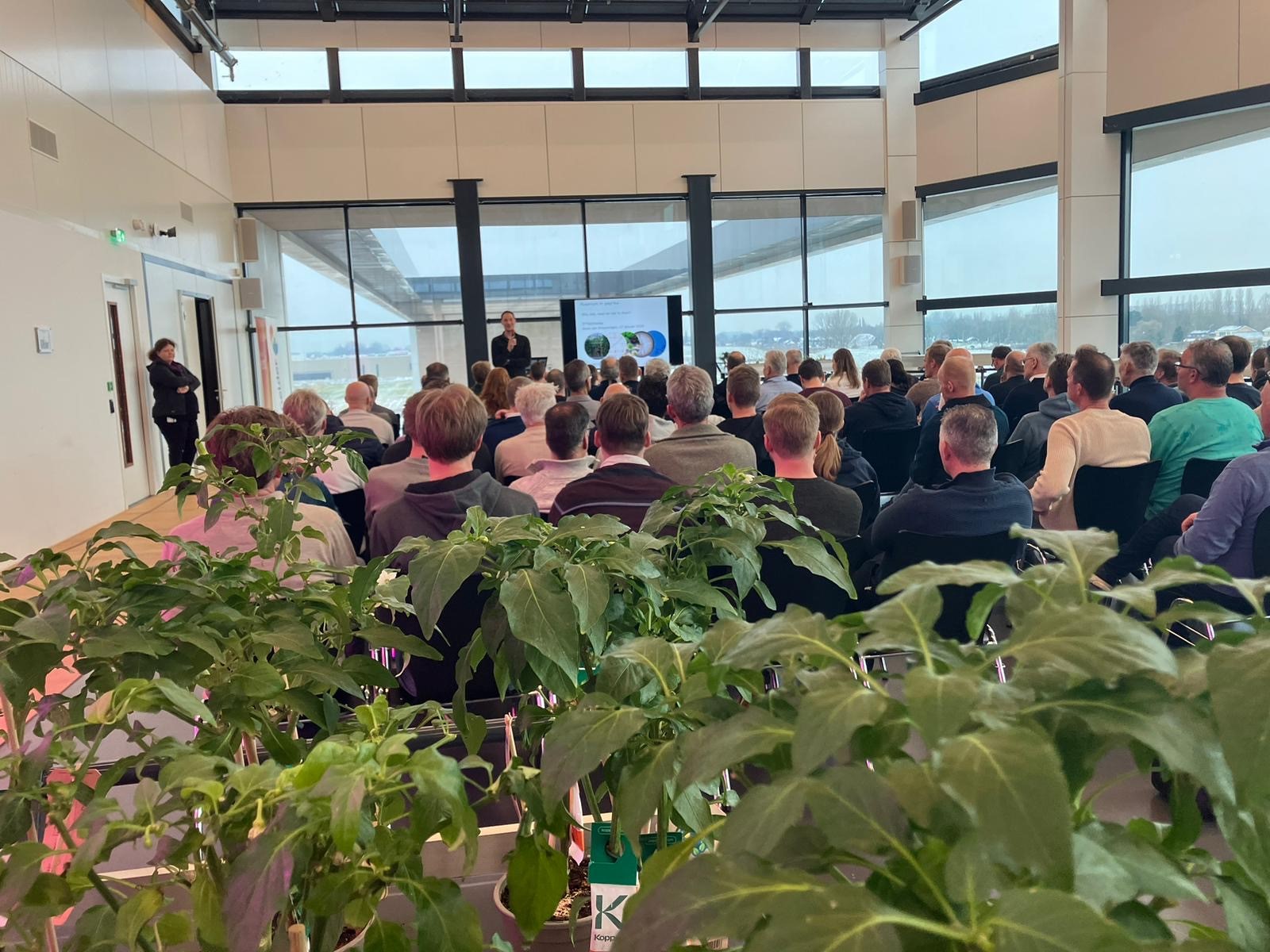 Afbeelding Tomatendag