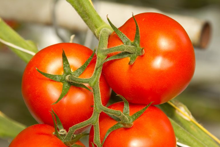 Afbeelding Tomatendag