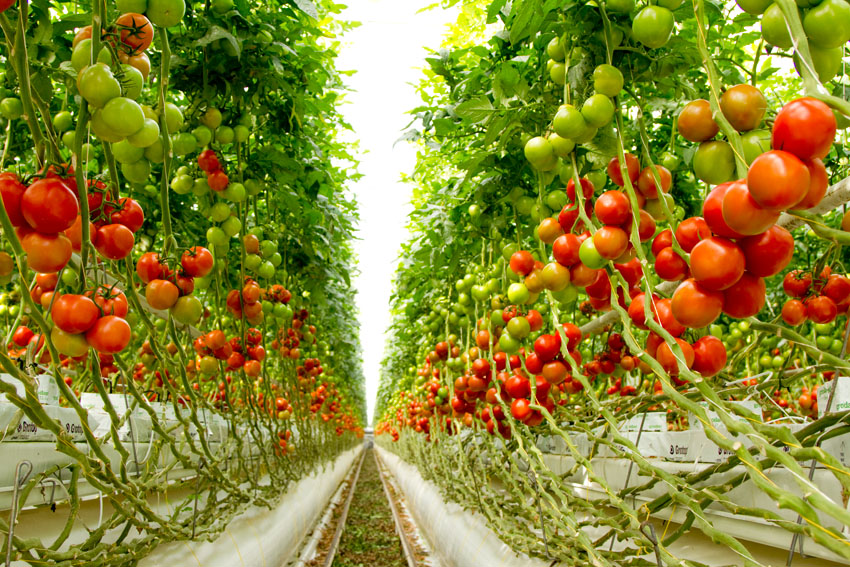 Afbeelding Verdiperingsdagen Tuinbouw