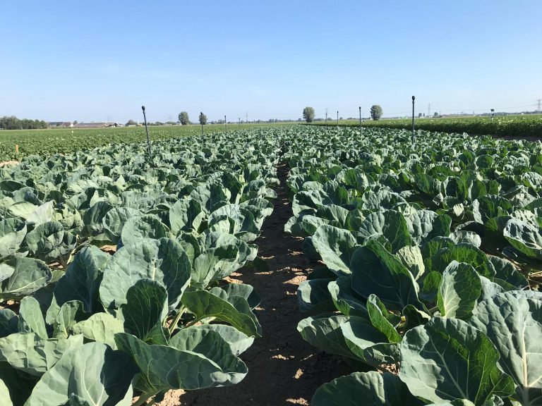 Afbeelding Actualiteiten spruitkool