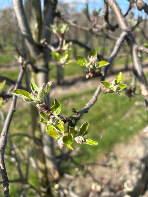 Afbeelding Teeltadvies 31 maart 2025