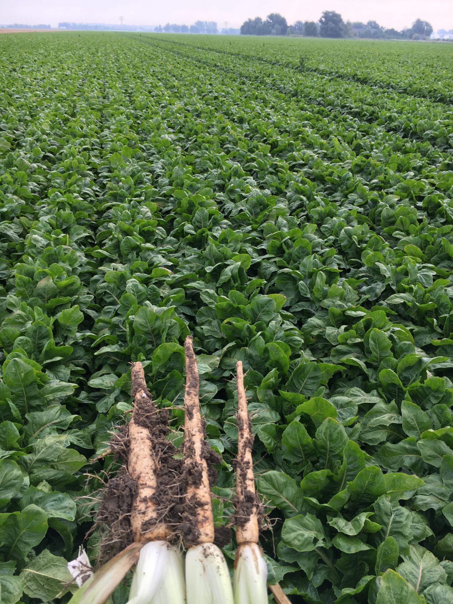 Afbeelding Stikstofbindende bacteriën