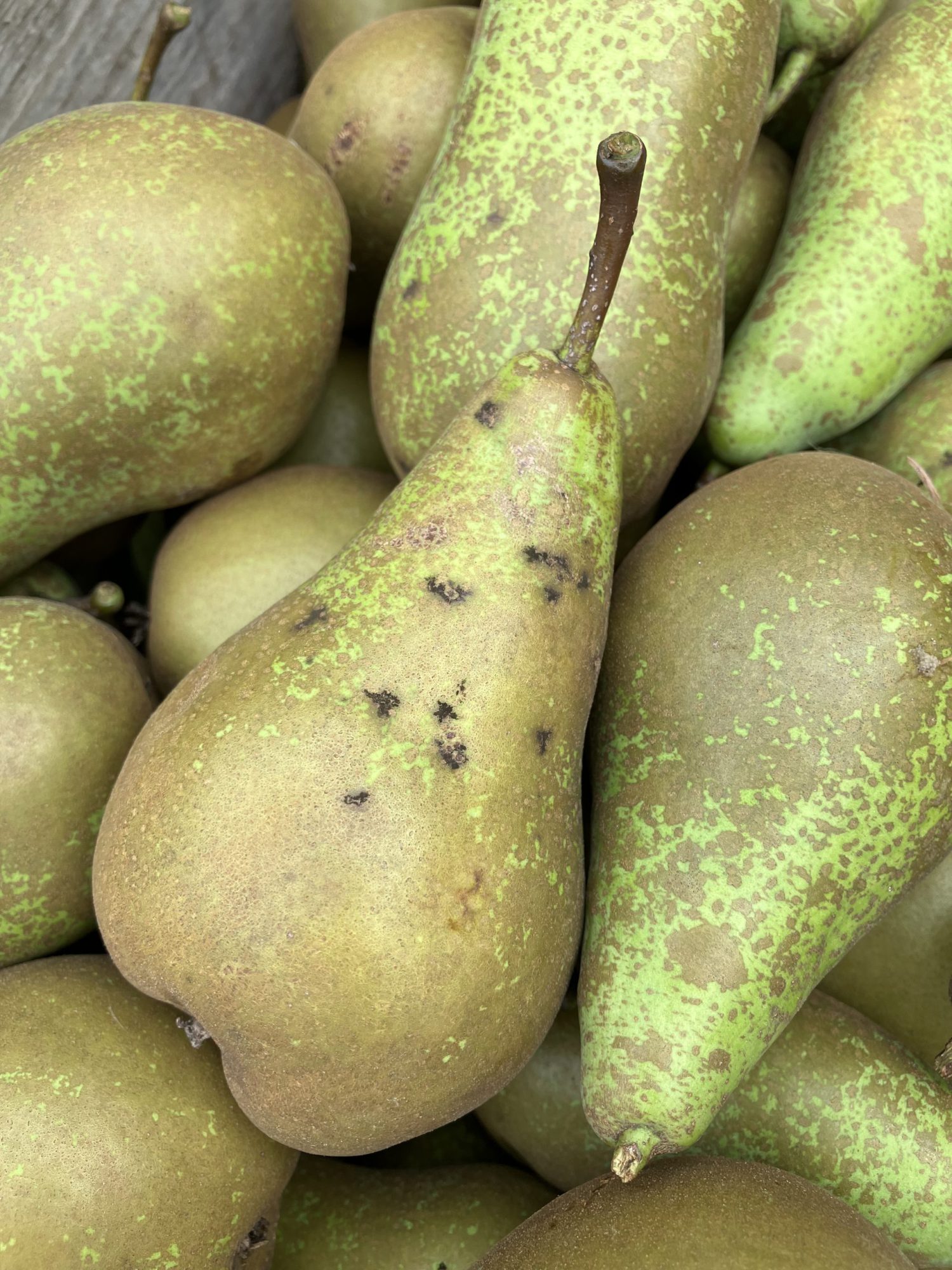 Afbeelding Teeltadvies 12 maart 2025