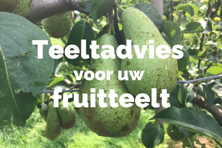 Afbeelding Teeltadvies | perenbladvlo, fruitmot, roestmijt, peerluis & afspuiten