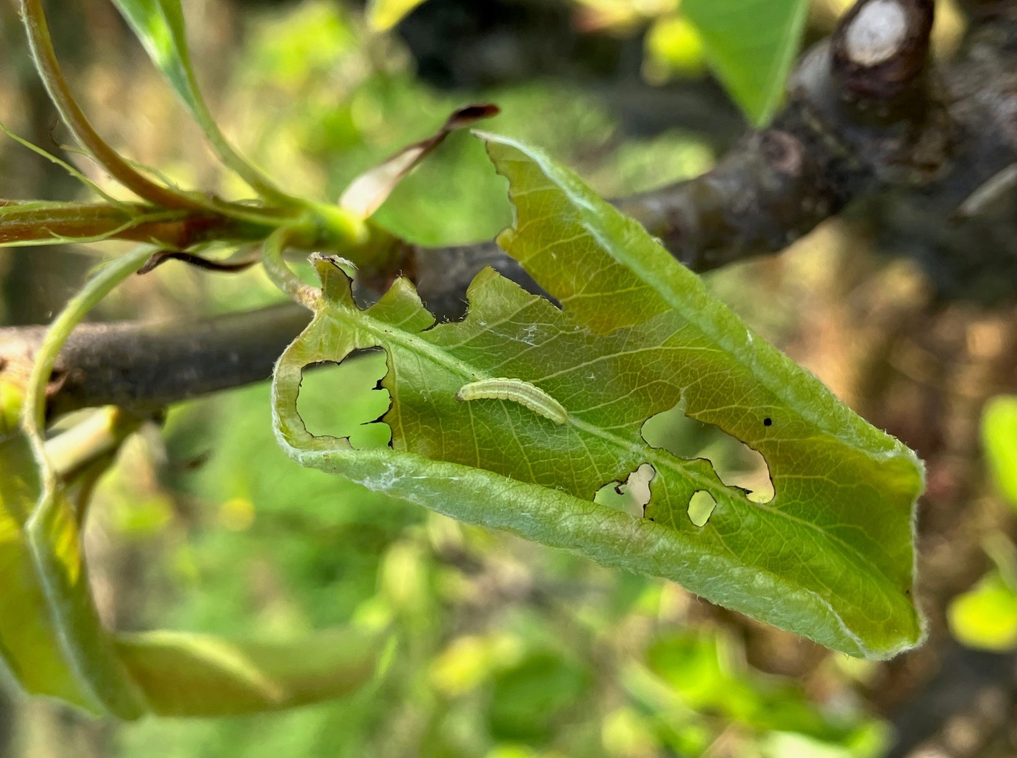Afbeelding Teeltadvies 31 maart 2025