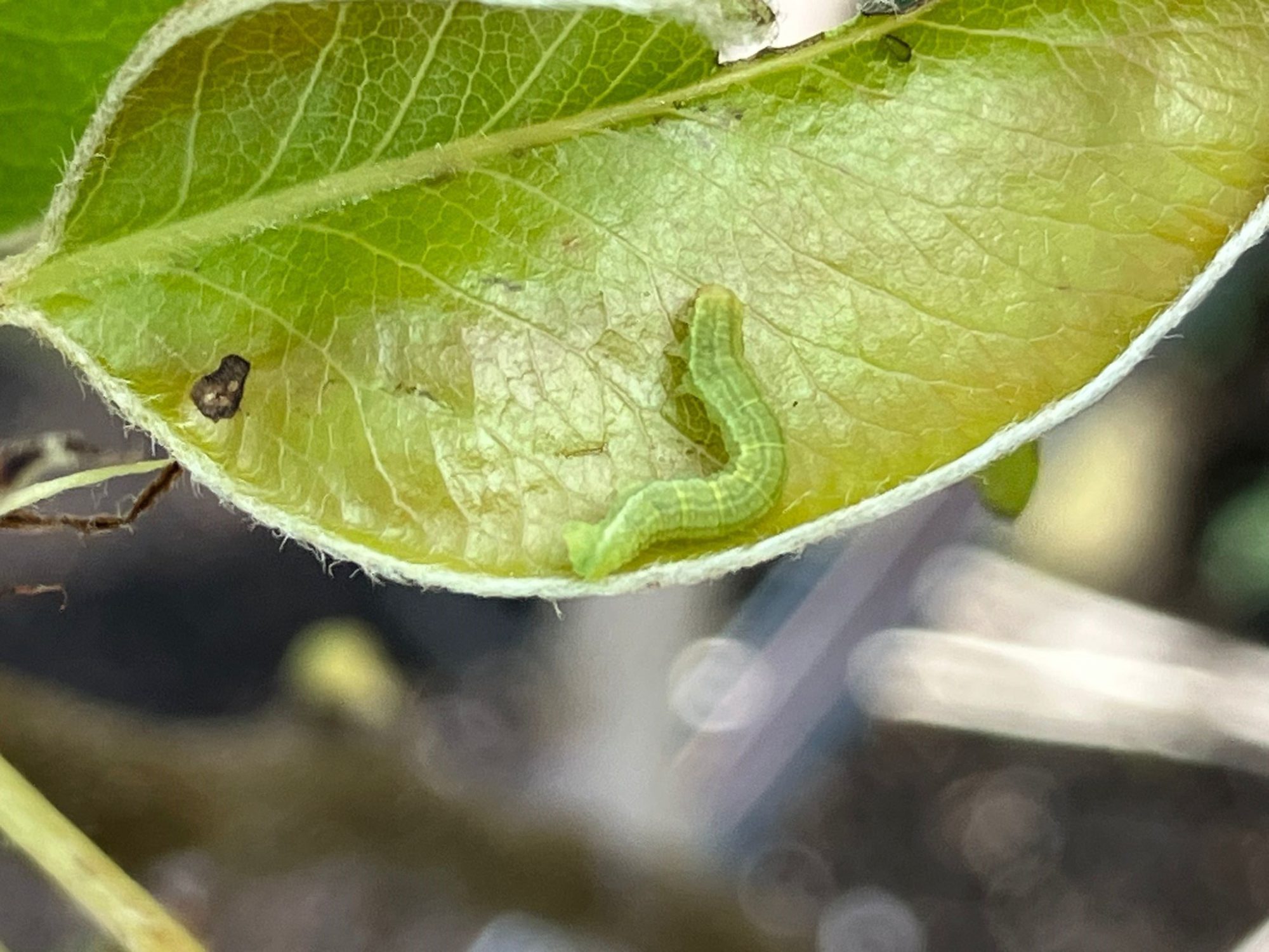 Afbeelding Teeltadvies 31 maart 2025