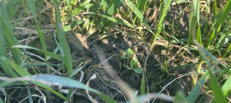 Afbeelding Teeltadvies 12 maart 2025