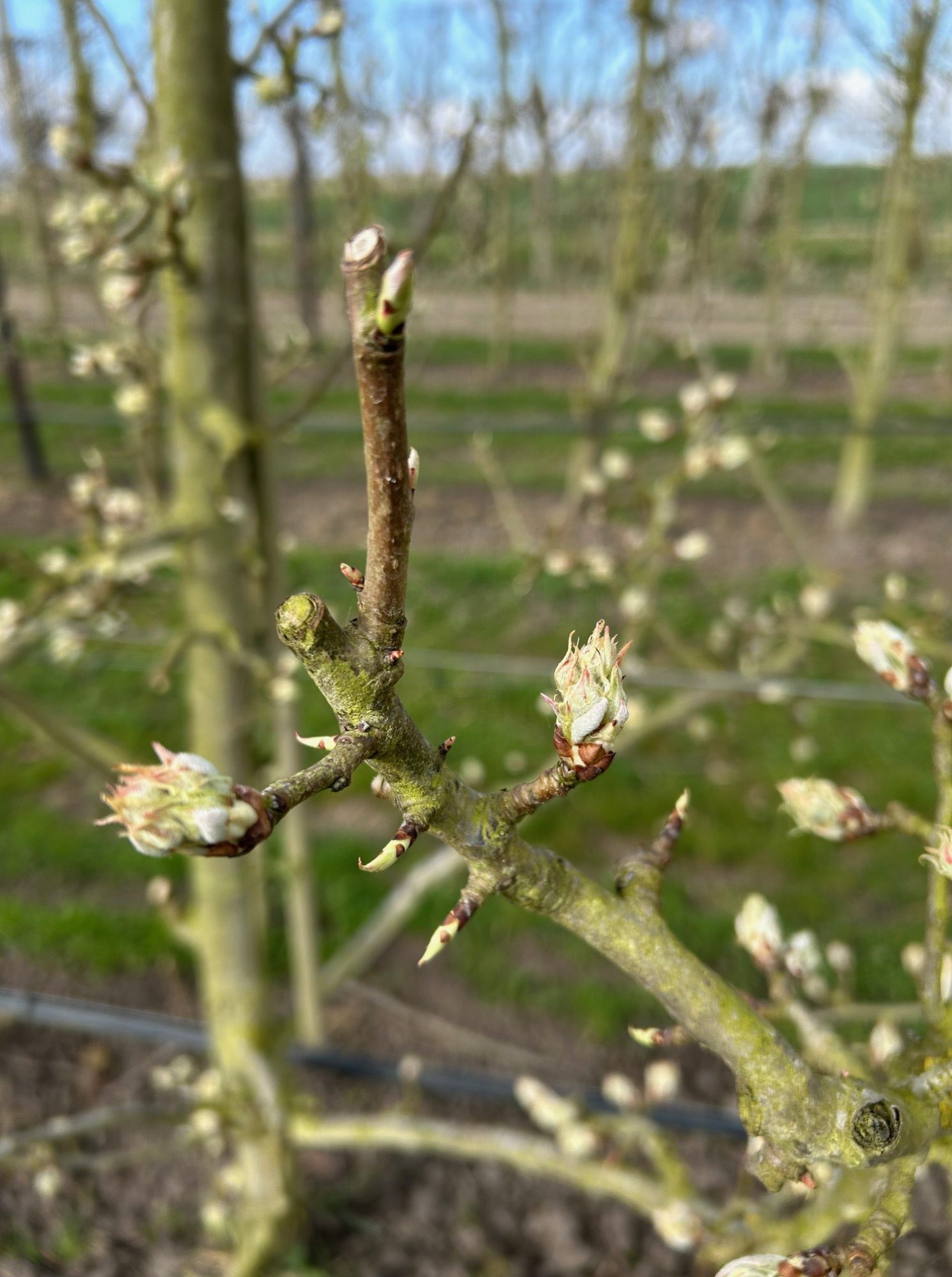 Afbeelding Bladvoeding voor appel en peer