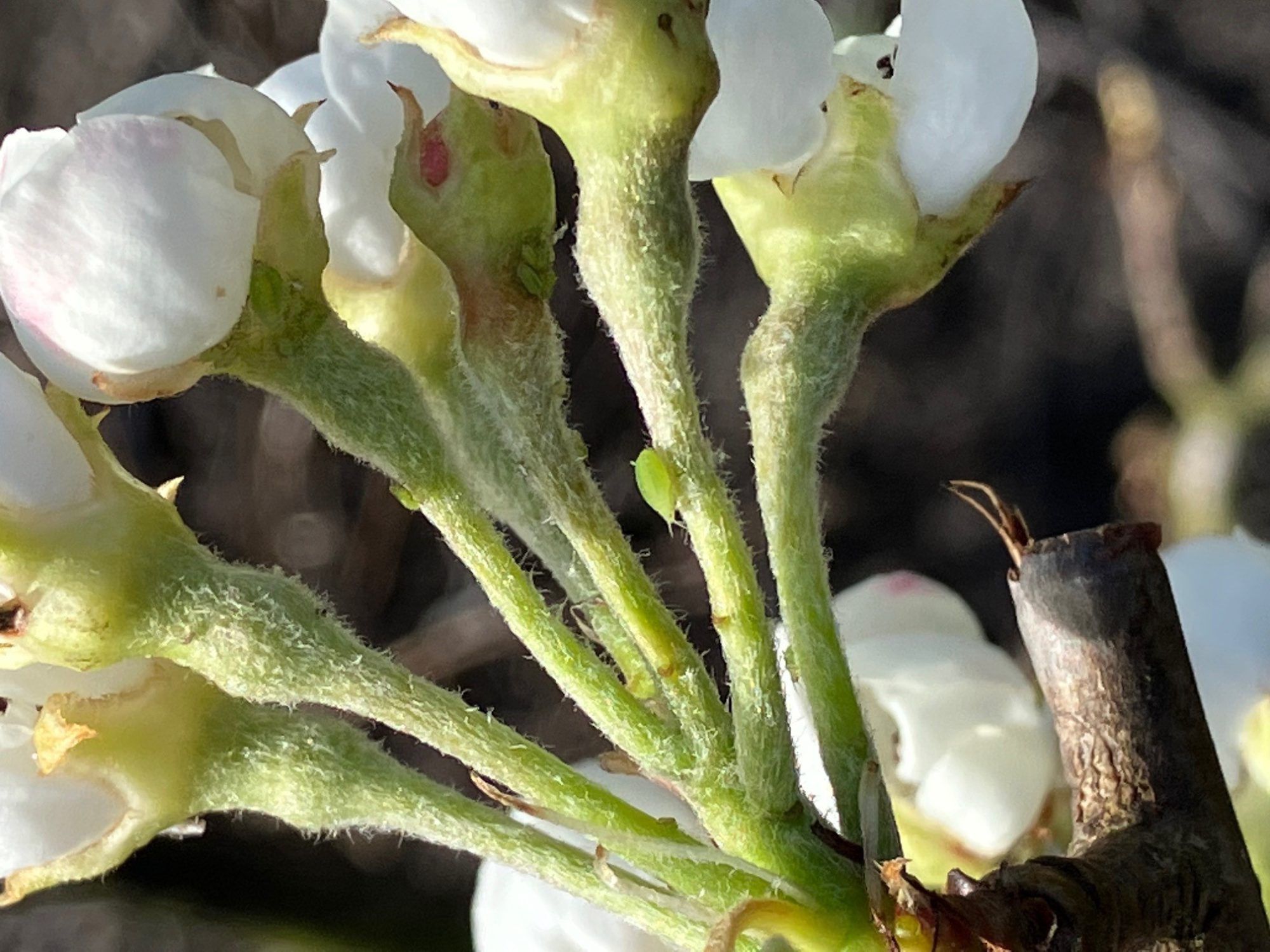 Afbeelding Teeltadvies 31 maart 2025