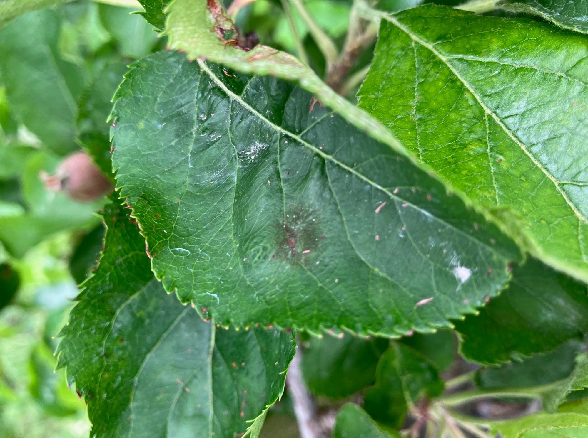 Afbeelding Teeltadvies 27 maart 2025