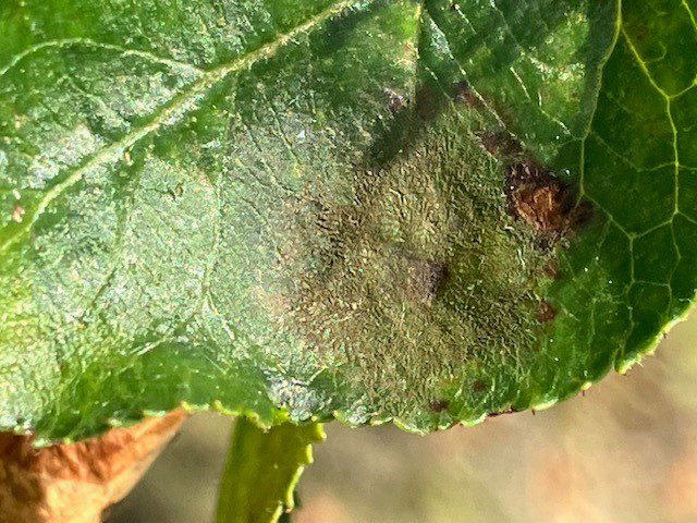 Afbeelding Teeltadvies 27 maart 2025