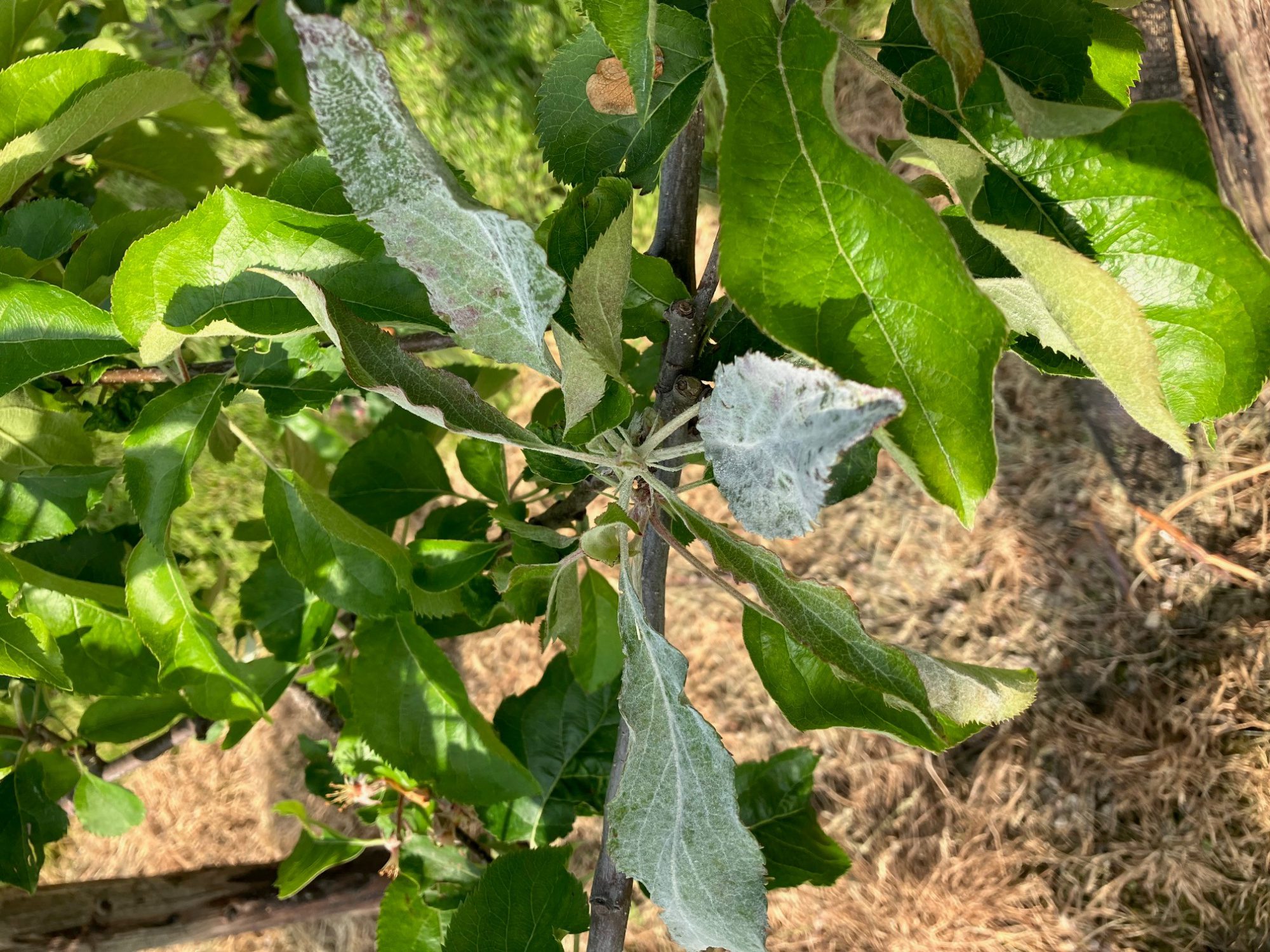 Afbeelding Teeltadvies 27 maart 2025