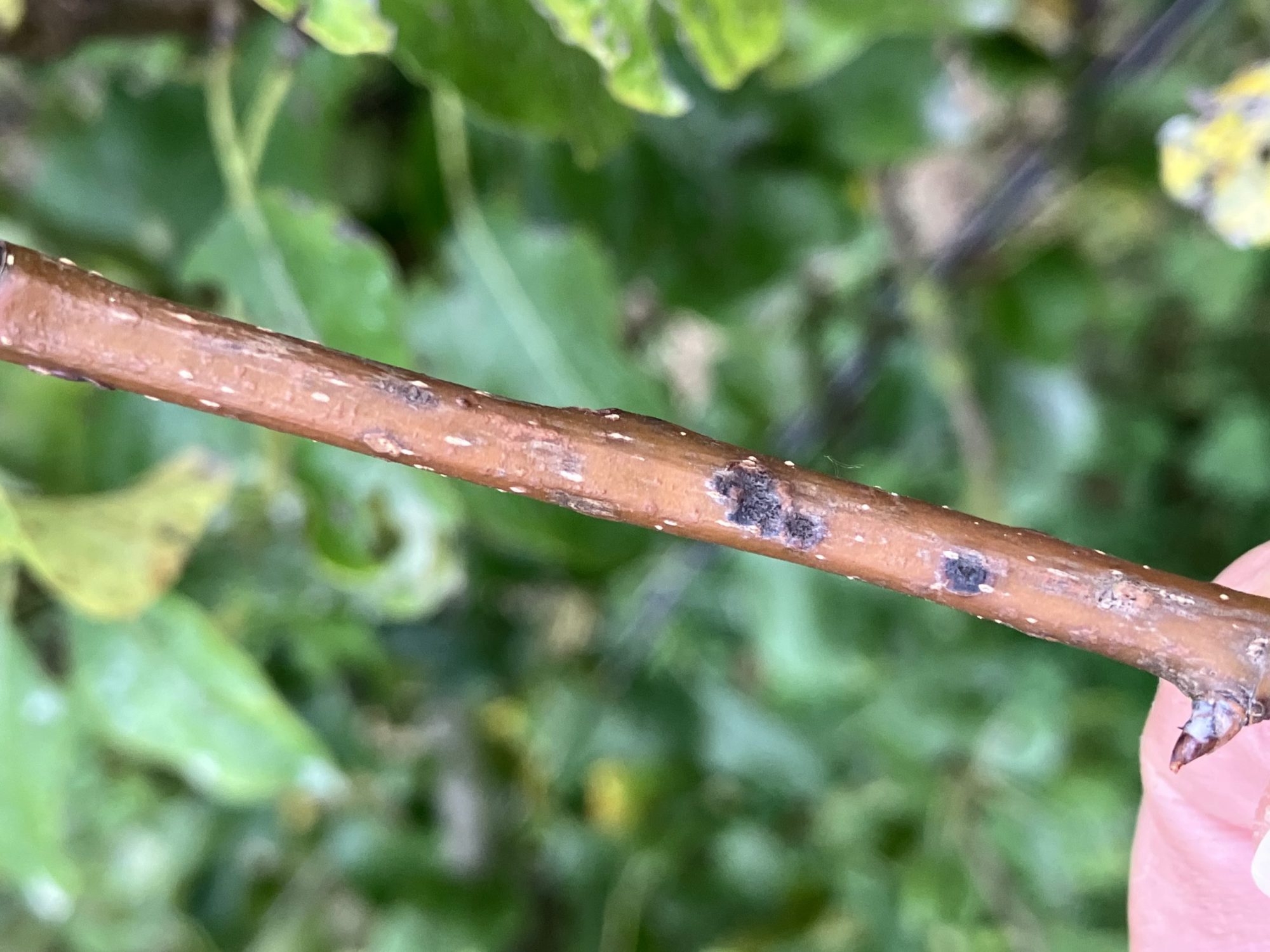 Afbeelding Teeltadvies 3 maart 2025