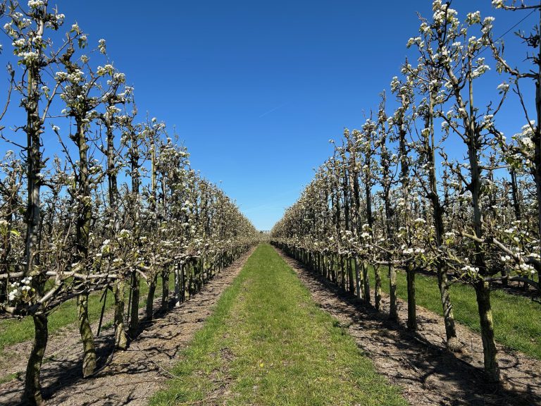 Afbeelding Vruchtzetting peer