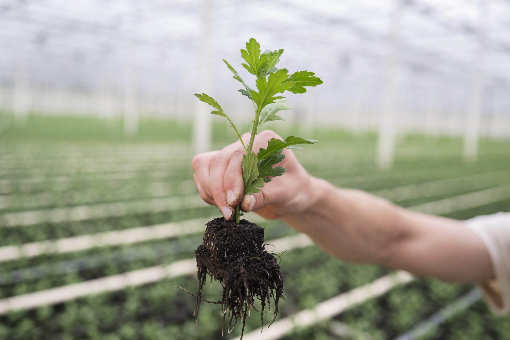 Afbeelding Focus op silicium en calcium