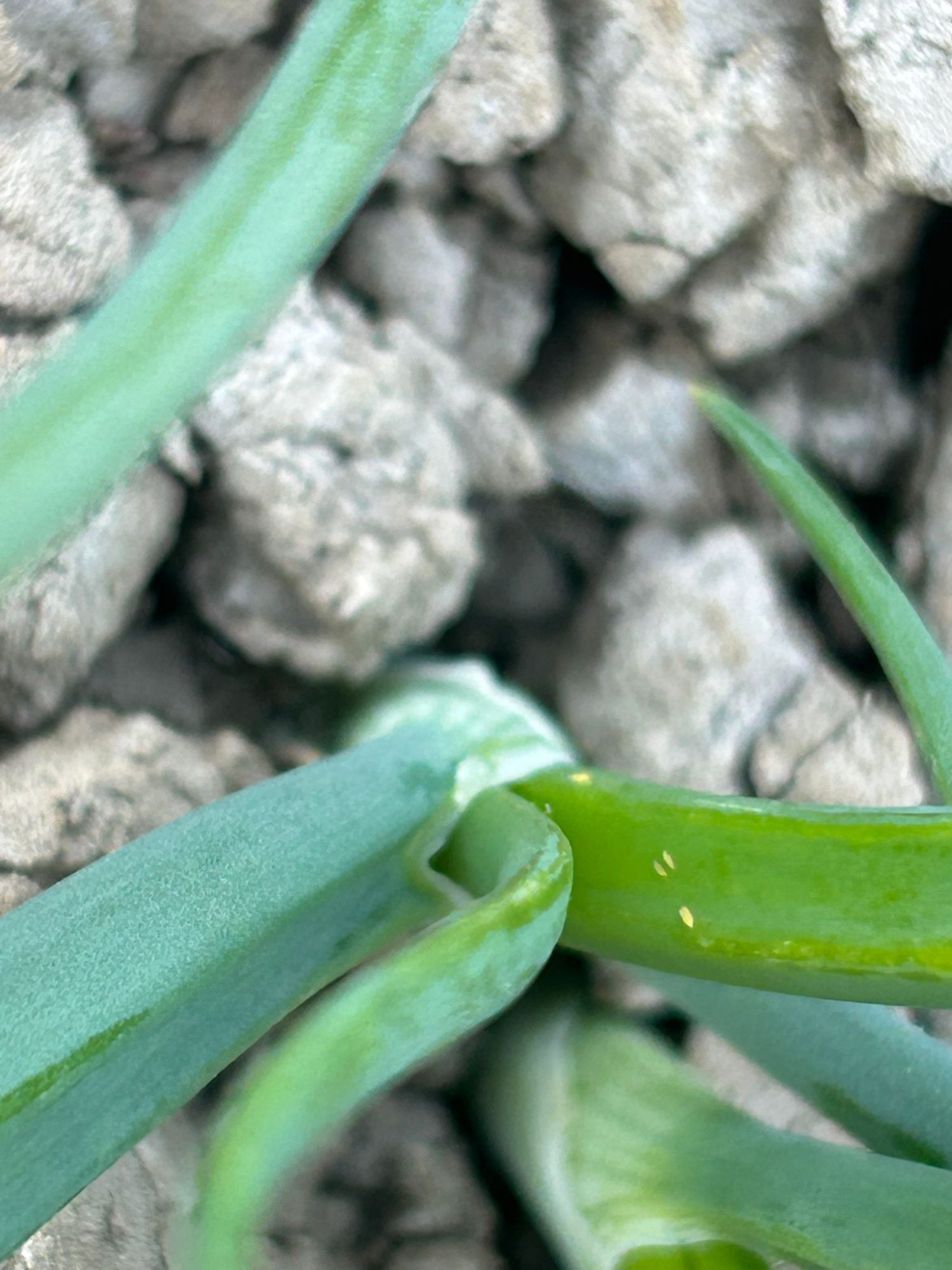 Afbeelding Teeltadvies | phytophthora, toprol, valse meeldauw en trips