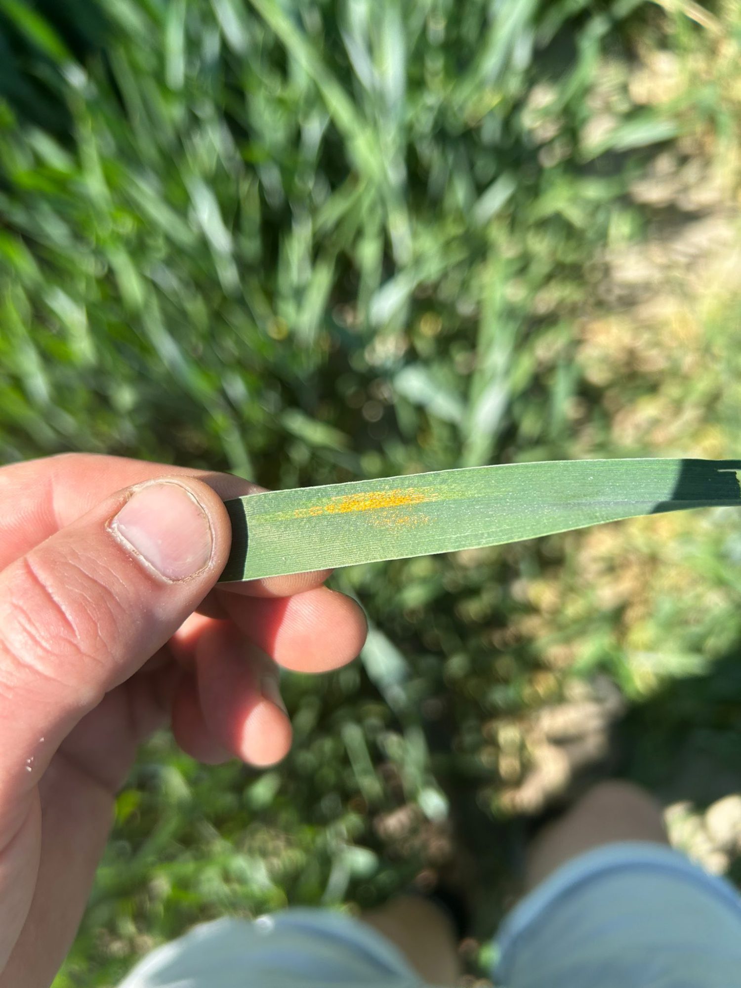 Afbeelding Teeltadvies | phytophthora, toprol, valse meeldauw en trips