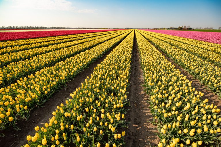 Afbeelding Verdiperingsdag Bloembollen