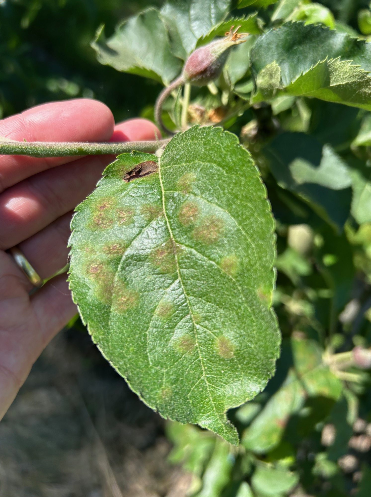 Afbeelding Teeltadvies | schurft, zwartvruchtrot & fruitmot