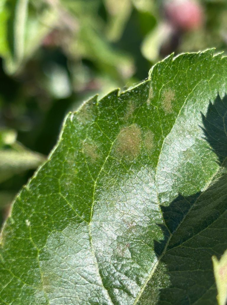 Afbeelding Teeltadvies | schurft, neusrot, insecten, zetting en dunning