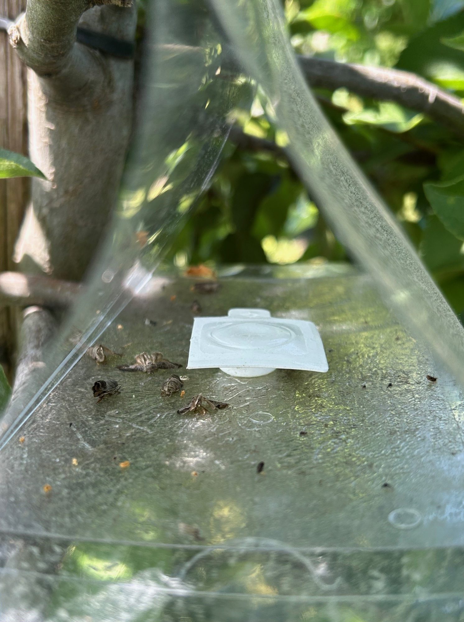 Afbeelding Teeltadvies | fruitspint- & roestmijt, fruitmot en residu bij appel en peer