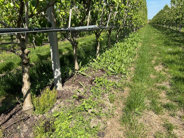 Afbeelding Teeltadvies | schurft, zwartvruchtrot & fruitmot