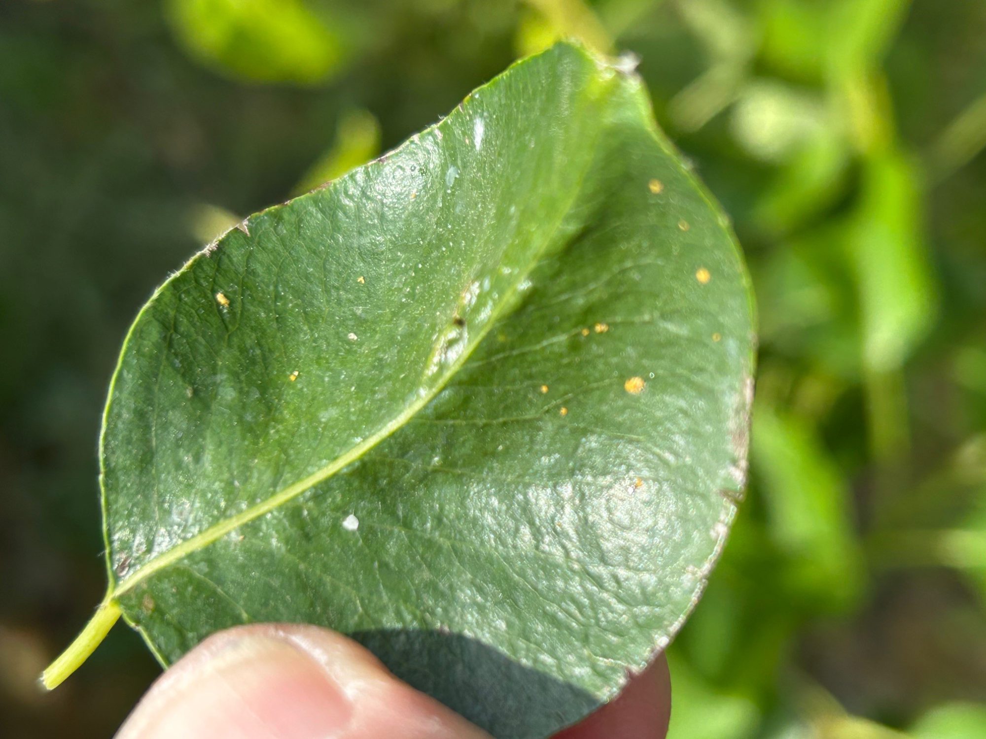 Afbeelding Teeltadvies | schurft, zwartvruchtrot & fruitmot