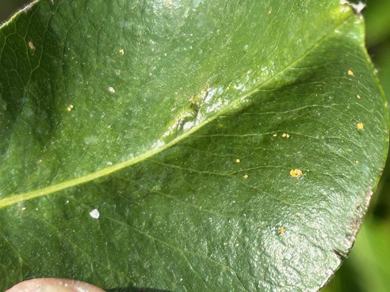 Afbeelding Perenbladvlobestrijding met Surround