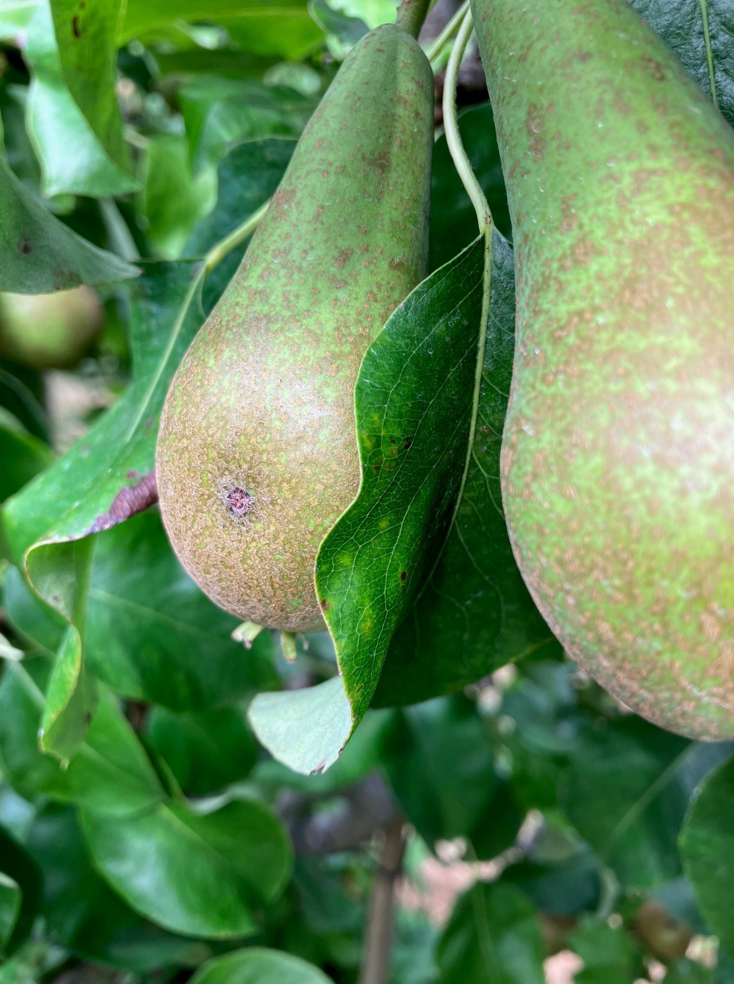 Afbeelding Extra teeltadvies | schurft en zwartvruchtrot