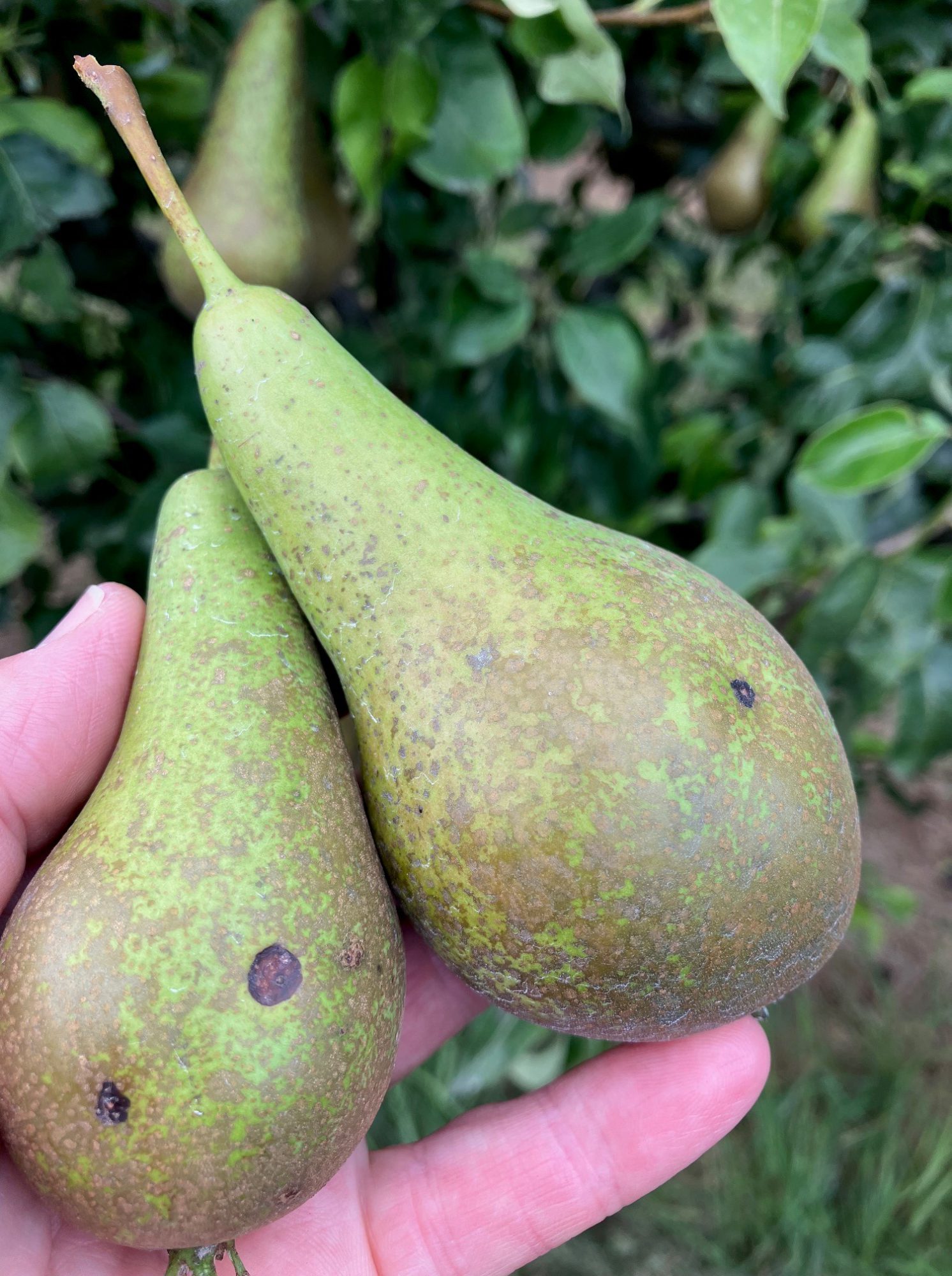 Afbeelding Teeltadvies | schurft, zwartvruchtrot & fruitmot