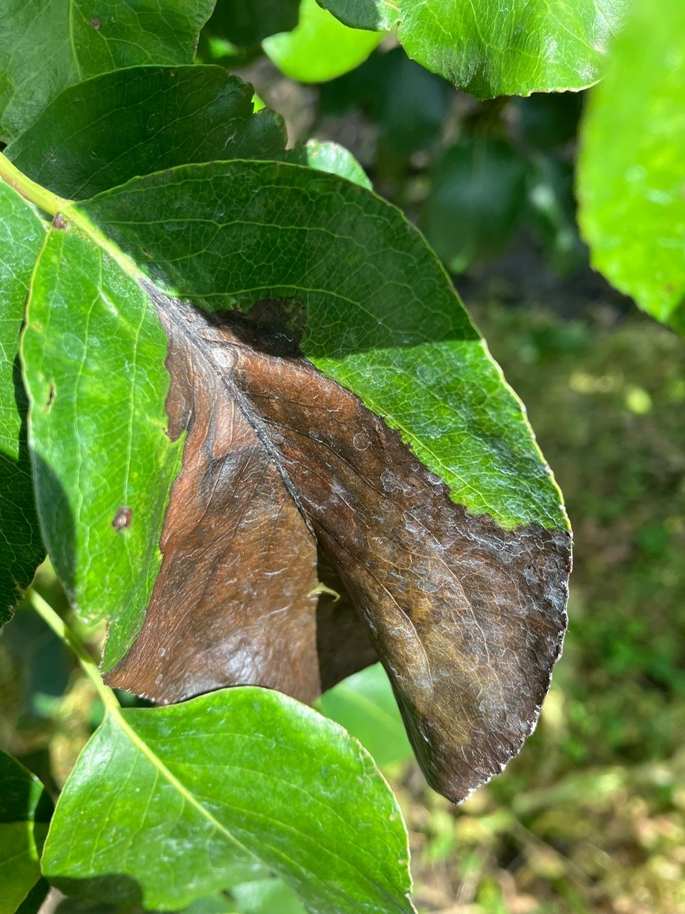 Afbeelding Teeltadvies | schurft, zwartvruchtrot & fruitmot