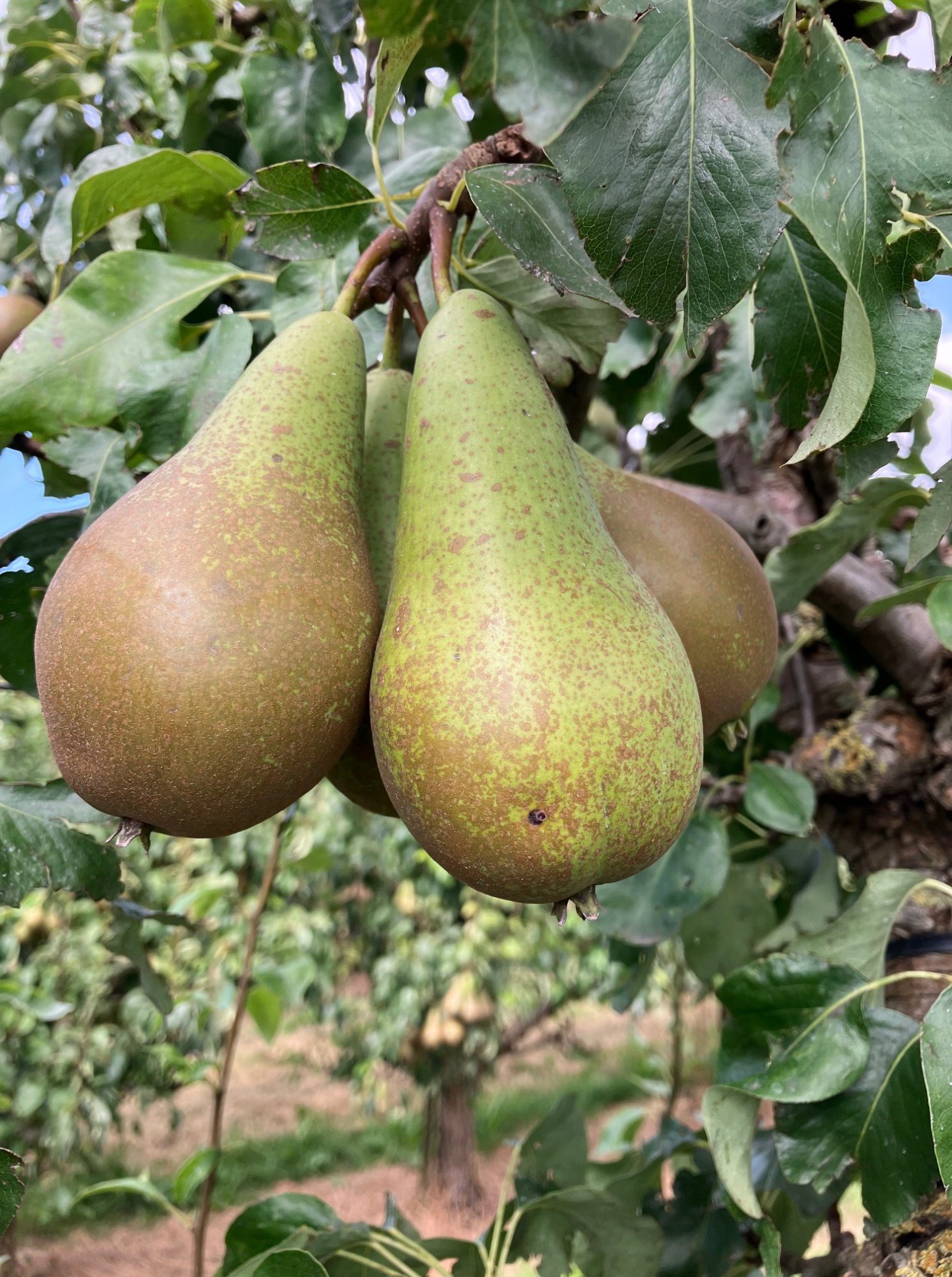 Afbeelding Teeltadvies | schurft, zwartvruchtrot & fruitmot