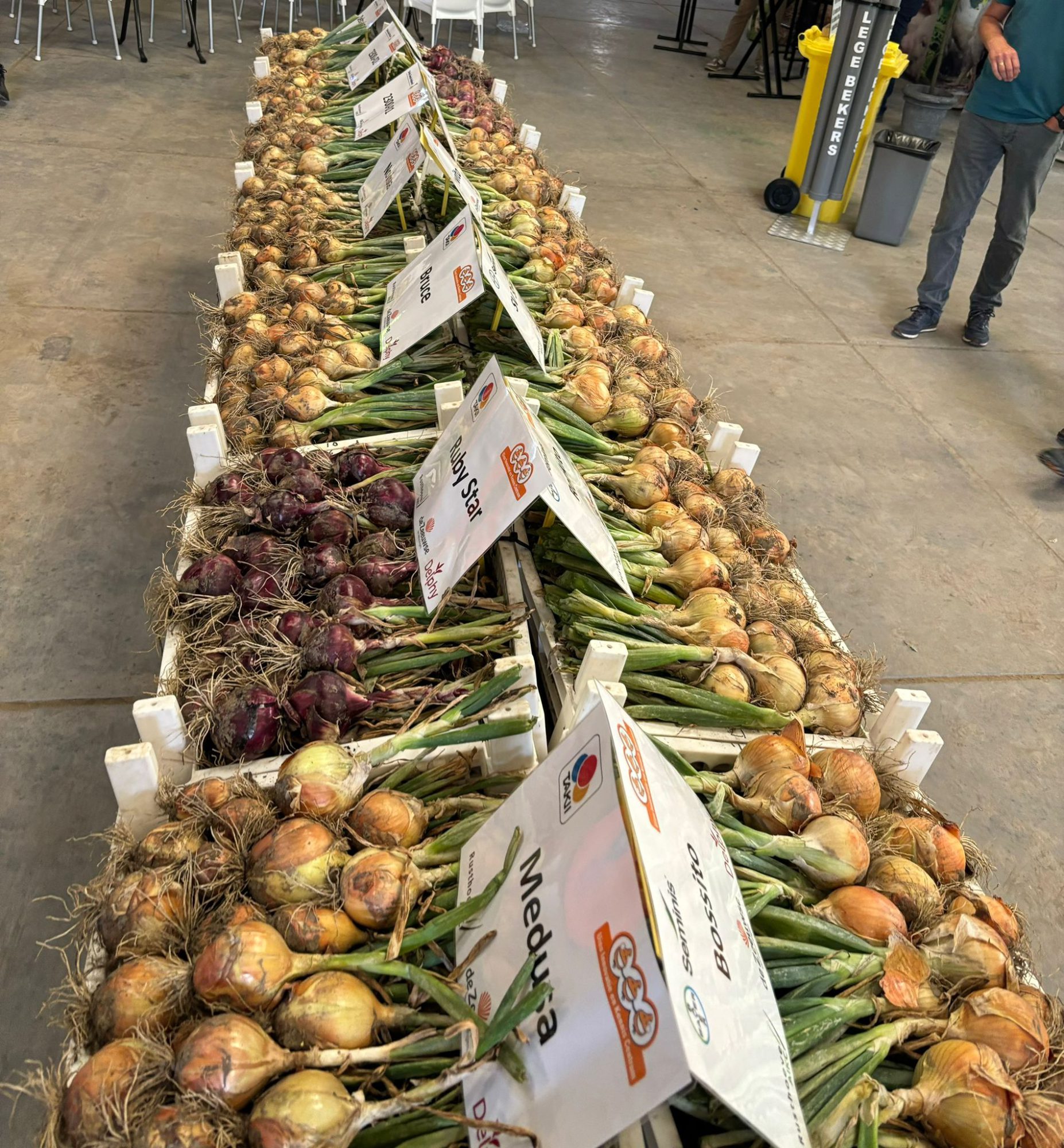 Afbeelding Uiendag | Colijnsplaat