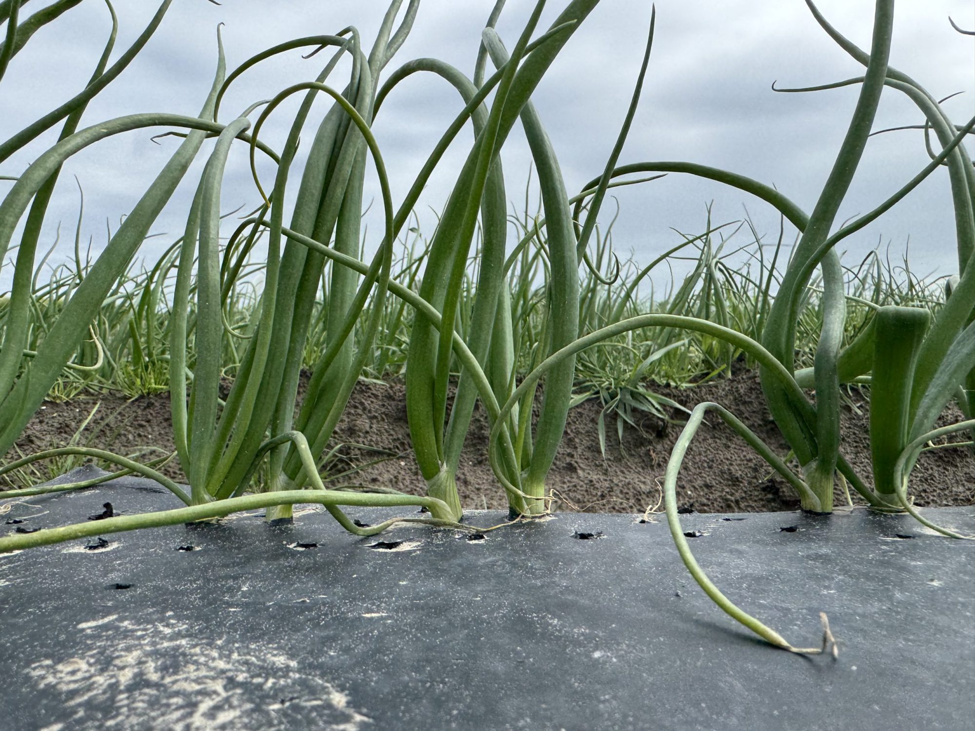 Afbeelding Uiendag | Colijnsplaat