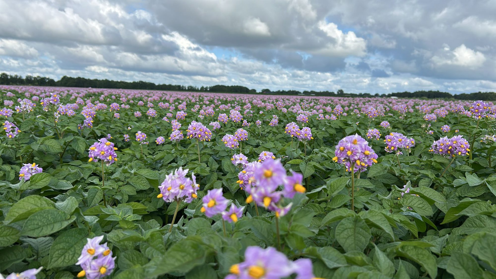Afbeelding Teeltadvies | Bladschimmels in suikerbieten en doorwas, kiemremming en doodspuiten in aardappelen