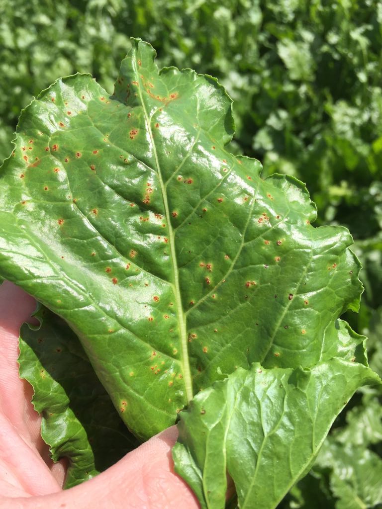 Afbeelding Teeltadvies | Bladschimmels in suikerbieten en doorwas, kiemremming en doodspuiten in aardappelen