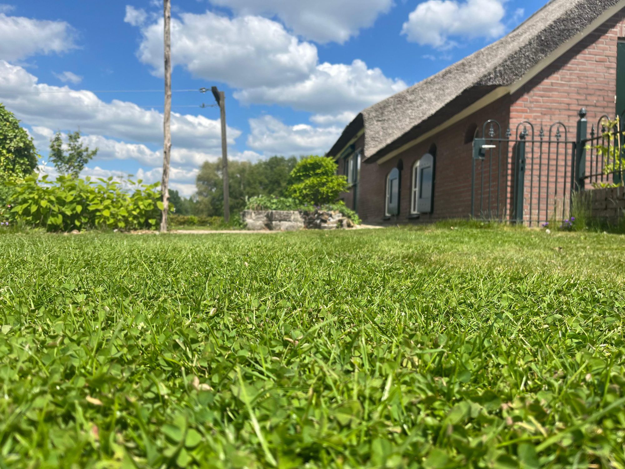 Afbeelding Gazon met microklaver