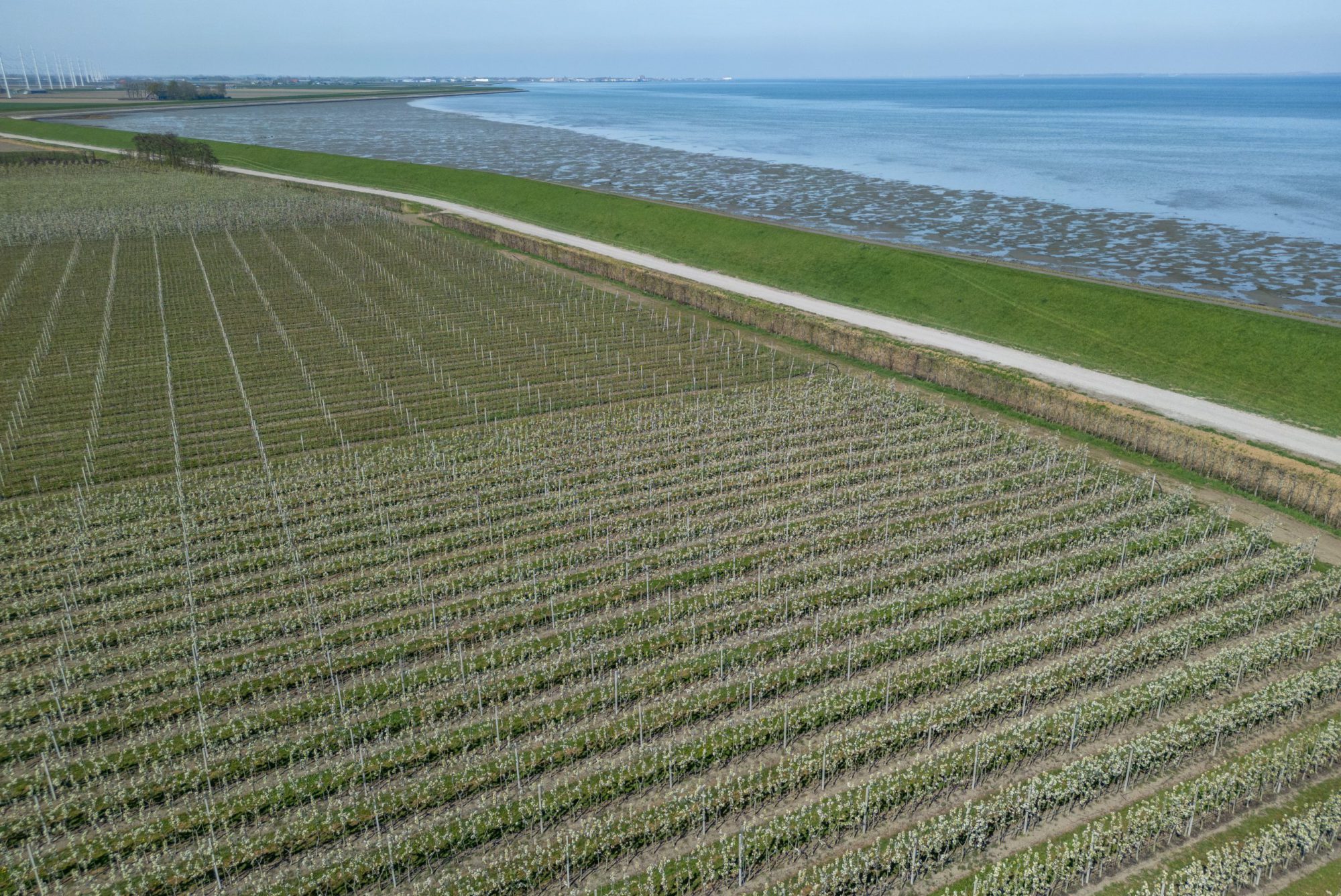Afbeelding Systeemaanpak in de fruitteelt: van bodem tot vrucht