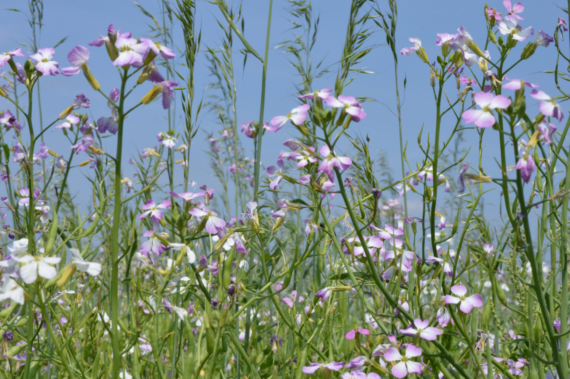 Afbeelding Inzaai groenbemesters