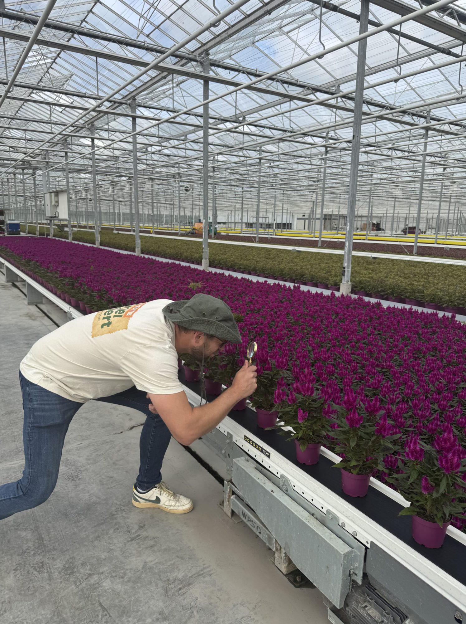 Afbeelding Luis herkennen in celosia