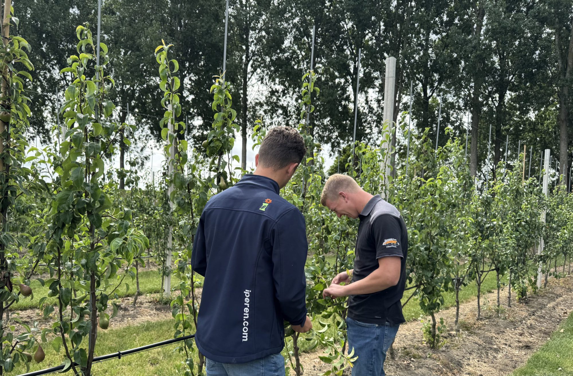 Afbeelding Rondje boomgaard | juli 2025