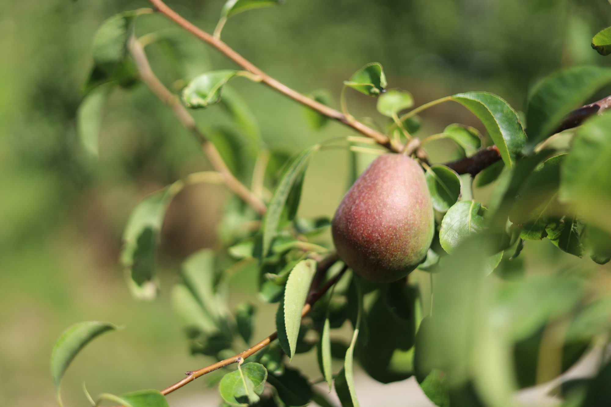 Afbeelding Verdiperingsdagen Fruitteelt 2026
